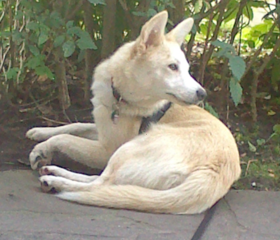 Tara (Dalmatiner, Deutscher Schäferhund, Epagneul Breton, Spitz, Zwergspitz) Dalmatiner Deutscher Schäferhund Epagneul Breton Spitz Zwergspitz 